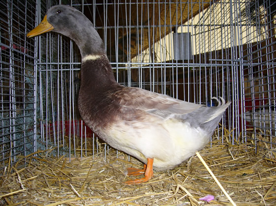Sachsenente blaugelb